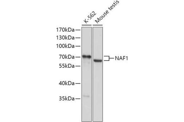 NAF1 antibody  (AA 150-400)