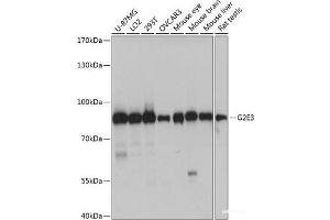 Western blot analysis of extracts of various cell lines using G2E3 Polyclonal Antibody at dilution of 1:1000. (G2E3 antibody)
