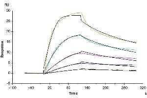 Mouse VLDLR, His Tag immobilized on CM5 Chip can bind Mouse PCSK9, His Tag with an affinity constant of 0. (VLDLR Protein (AA 28-797) (His tag))