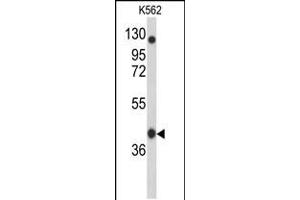 Western blot analysis of APOBEC3F Antibody in K562 cell line lysates (35ug/lane)