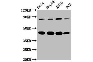 Western Blot Positive WB detected in: Hela whole cell lysate, HepG2 whole cell lysate, A549 whole cell lysate, PC-3 whole cell lysate All lanes: PIK3R6 antibody at 3.