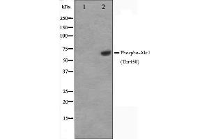 Western blot analysis of Akt1 phosphorylation expression in PDGF treated NIH-3T3 whole cell lysates,The lane on the left is treated with the antigen-specific peptide. (AKT1 antibody  (pThr450))