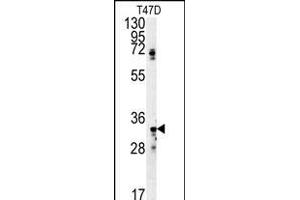 SIAH2 Antibody (Center) (ABIN652059 and ABIN2840527) western blot analysis in T47D cell line lysates (35 μg/lane).