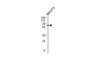 Western blot analysis of lysate from mouse NIH/3T3 cell line, using RYK Antibody  (ABIN392050 and ABIN2841818). (RYK antibody  (AA 160-190))