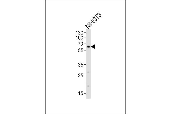 RYK 抗体  (AA 160-190)