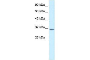 WB Suggested Anti-BARX1 Antibody Titration:  0. (BARX1 antibody  (Middle Region))