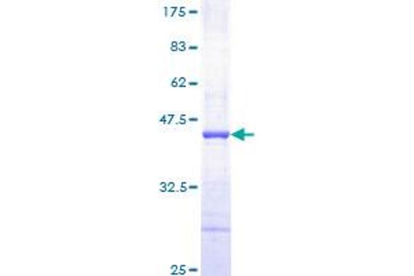 PDGFB Protein (AA 82-190) (GST tag)