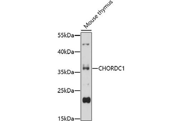 CHORDC1 antibody  (AA 60-160)