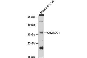 Western blot analysis of extracts of mouse thymus, using CHORDC1 antibody (ABIN7266619) at 1:1000 dilution. (CHORDC1 antibody  (AA 60-160))