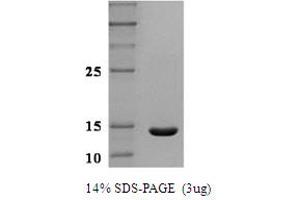 SDS-PAGE (SDS) image for Leptin (LEP) protein (ABIN666843) (Leptin Protein (LEP))