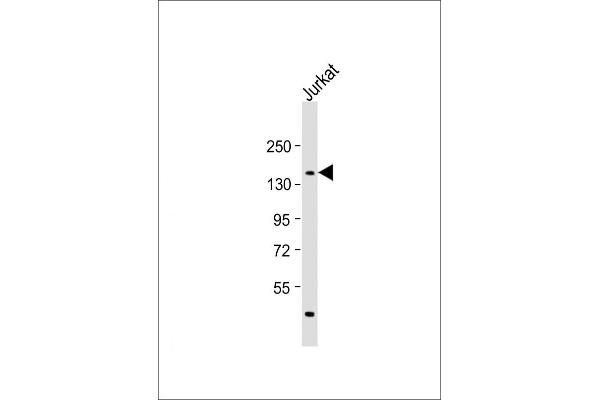 PPRC1 antibody  (C-Term)