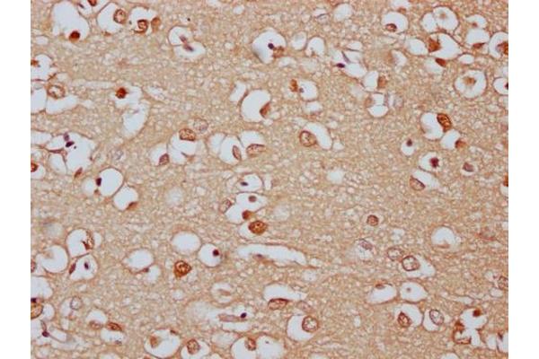 PCDHa8 antibody  (AA 719-922)