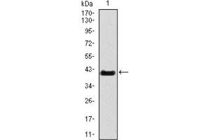 Western Blotting (WB) image for anti-T Antigen (AA 218-352) antibody (ABIN1845735) (T Antigen (AA 218-352) antibody)
