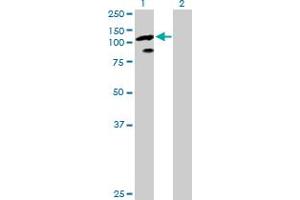 Western Blot analysis of TCEB3 expression in transfected 293T cell line by TCEB3 MaxPab polyclonal antibody. (TCEB3 antibody  (AA 1-772))