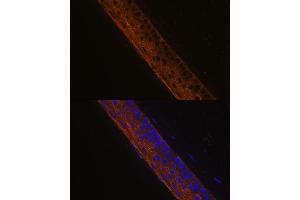 Immunofluorescence analysis of mouse eye using MYH13 Polyclonal Antibody (ABIN7268746) at dilution of 1:100 (40x lens). (MYH13 antibody  (AA 1240-1320))