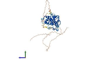 AlphaFold protein structure predicition of Human Recombinant USP17L22 Protein, UniprotID D6RA61 (USP17L22 Protein (AA 1-530) (His tag))