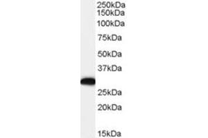 Image no. 1 for anti-EF-Hand Domain Family, Member D2 (EFHD2) (C-Term) antibody (ABIN374490) (EFHD2 antibody  (C-Term))