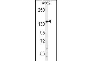 Western blot analysis in K562 cell line lysates (35ug/lane). (RECQL2 antibody  (AA 787-816))