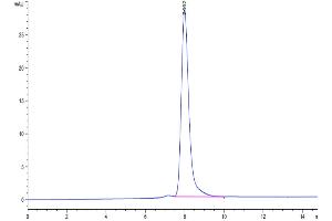 The purity of Human RNF43 is greater than 95 % as determined by SEC-HPLC. (RNF34 Protein (AA 24-197) (Fc Tag))