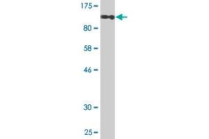 GTF2IRD1 antibody  (AA 1-959)