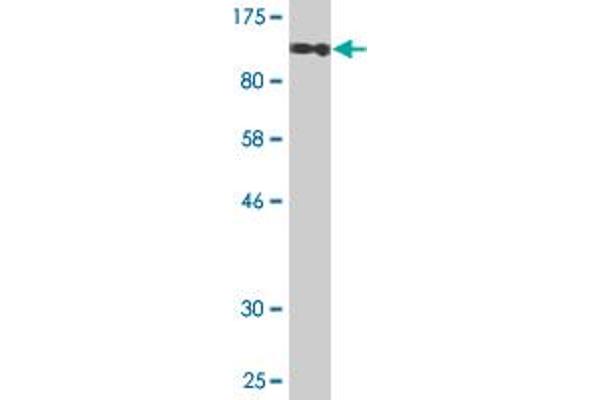 GTF2IRD1 antibody  (AA 1-959)