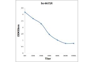 KCND1 antibody  (AA 301-400)