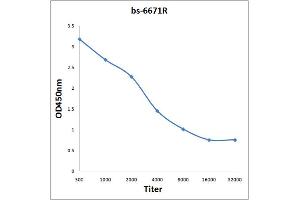 Antigen: 0. (KCND1 antibody  (AA 301-400))