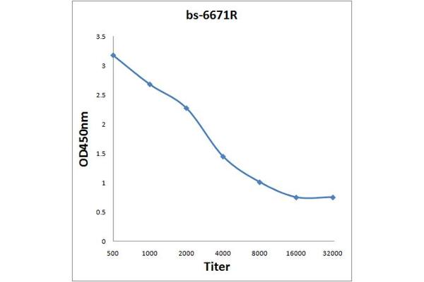 KCND1 antibody  (AA 301-400)