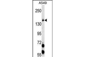 Western blot analysis in A549 cell line lysates (35ug/lane). (PERK antibody  (N-Term))