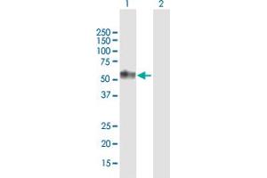 Western Blotting (WB) image for anti-Tumor Necrosis Factor Receptor Superfamily, Member 1A (TNFRSF1A) (AA 1-455) antibody (ABIN1327041)