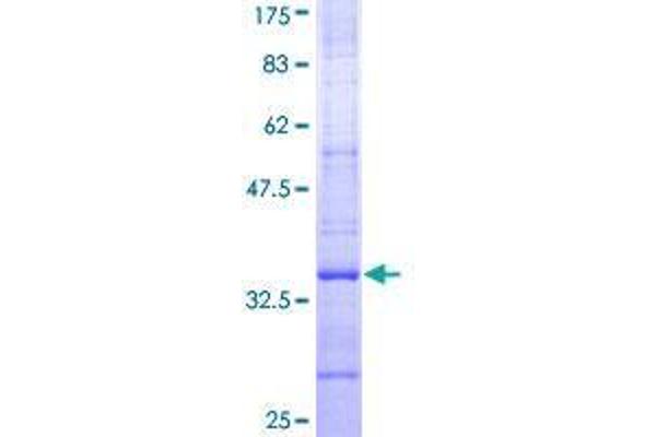 SYVN1 Protein (AA 238-318) (GST tag)