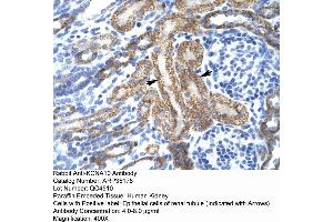 Human kidney (KCNA10 antibody  (Middle Region))