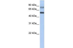 WB Suggested Anti-EPN1 Antibody Titration: 0.