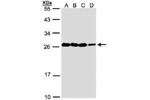 WB Image Sample(30 ug whole cell lysate) A:A431, B:H1299 C:HeLa S3, D:Hep G2 , 12% SDS PAGE antibody diluted at 1:1000 (HN1 antibody  (Center))