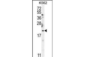 BTG2 Antibody (N-term) (ABIN654080 and ABIN2843972) western blot analysis in K562 cell line lysates (35 μg/lane).