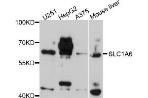 Western blot analysis of extracts of various cells, using SLC1A6 antibody.