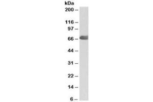 Western blot testing of human placenta lysate with C9 antibody at 2ug/ml. (C9 antibody)