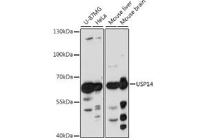 Western blot analysis of extracts of various cell lines, using USP14 antibody  at 1:1000 dilution. (USP14 antibody)