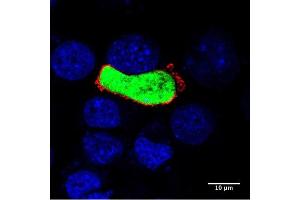 UlS4 liver section: 50 µM liver sections of a B6 mice infected With  Plasmodium Berghei ANKA parasites (44 hours post infection), stained  with anti-UlS4 (1:500 in red) followed by Alexa anti goat 568 (1:400)  and nuclei (blue). (UIS4 antibody)