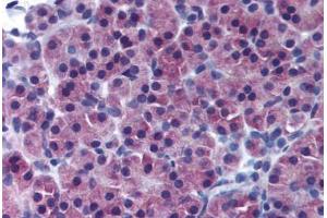 Human Pancreas (formalin-fixed, paraffin-embedded) stained with NR5A2 antibody ABIN239834 at 1:50 followed by biotinylated goat anti-rabbit IgG secondary antibody ABIN481713, alkaline phosphatase-streptavidin and chromogen. (NR5A2 + LRH1 antibody  (AA 1-67))