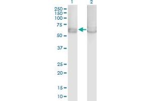 Western Blot analysis of PRKAA1 expression in transfected 293T cell line by PRKAA1 MaxPab polyclonal antibody. (PRKAA1 antibody  (AA 1-574))
