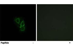 Immunofluorescence analysis of A-549 cells, using RRAD polyclonal antibody . (RRAD antibody)