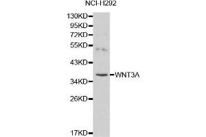 Western blot analysis of NCI-H292 cell lysate using WNT3A antibody. (WNT3A antibody  (AA 1-352))