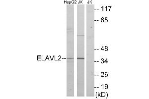 Western blot analysis of extracts from HepG2 cells and Jurkat cells, using ELAVL2 antibody. (ELAVL2 antibody)