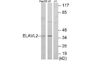 Western blot analysis of extracts from HepG2 cells and Jurkat cells, using ELAVL2 antibody.