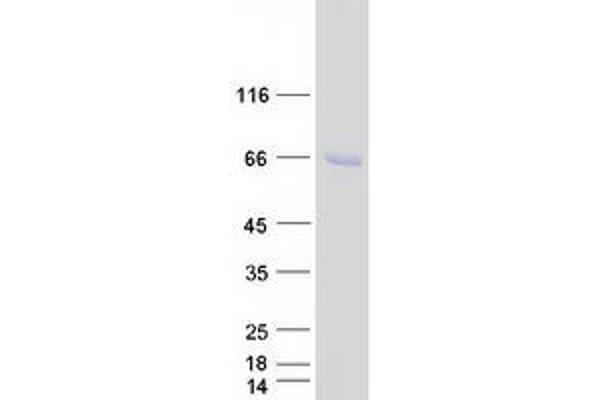 SPATA18 Protein (Myc-DYKDDDDK Tag)