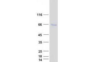Validation with Western Blot (SPATA18 Protein (Myc-DYKDDDDK Tag))