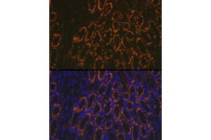 Immunofluorescence analysis of mouse kidney using AMACR Rabbit pAb (ABIN3021497, ABIN3021498, ABIN3021499 and ABIN6215153) at dilution of 1:100 (40x lens). (AMACR antibody  (AA 1-198))