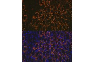 Immunofluorescence analysis of mouse kidney using AMACR Rabbit pAb (ABIN3021497, ABIN3021498, ABIN3021499 and ABIN6215153) at dilution of 1:100 (40x lens). (AMACR antibody  (AA 1-198))