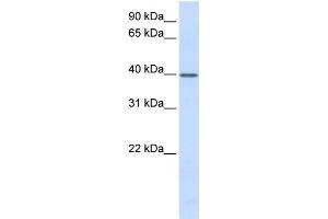 WB Suggested Anti-TCEA3 Antibody Titration:  0. (TCEA3 antibody  (N-Term))
